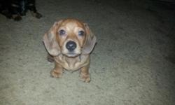 CKC registered adorable male red dapple mini doxie pup- last one! Very sweet and spoiled little boy! He has been raised in our home with children. He is up to date on shots and wormings and has been vet checked. $400 Will Meet. Call 607-693-1779 or text