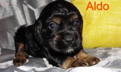 I have available for adoption 6 beautiful purebred cocker spaniel pups, 5 males and 1 female. Born on May 6th, CKC rgistered, tails docked, dew claws removed, will be dewormed, have their first set of shots and vet record. They are available for new homes