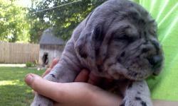 Adorable "gentle giants" available, both male and female. Parents are both on premises and members of our family. These high quality puppies are raised with lots of love! They will be very large; at 2 weeks they were already 6 and 7 lbs. I have blue merle