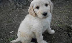 Gorgeous F1B Goldendoodles! Ready for their new homes now!! Mom is a poodle, dad is a goldendoodle, meaning this is the generation of goldendoodles least likely to shed!!! We have males and females available at this time still. They range from light to