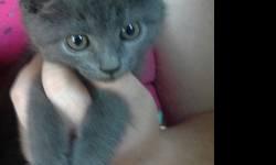 Adorable all gray female kitten!
Ready for her new home!
First shots and worming.
Sweet and Playful!
$10 Good Home Only!