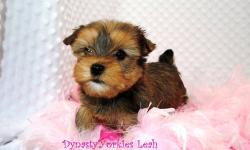 Leah is a super adorable gold yorkie with teddybear face, huge expresive eyes, super nice coat and a great personality. This girl is ready to go to her new home. She comes to you vaccinated, Vet checked, with vet repost of health, pre-spoiled and with a 1