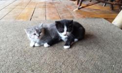 3 Adorable Fluffy Kittens that will be ready to go for mother's day!Â Available kittens are 1 Long haired Gray tiger female with a couple spots of orange and 1 short haired Black&white male*Pending*. Family raised in my home will be up to date with shots