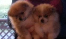 I have the last two adorable male poms ready for your home. Both are 10 weeks old and wormed. Both parents are CKC. Both are very friendly, playful, and loveable. They should mature to about 10 pounds. Pomeranians are excellent with kids, very loyal, and