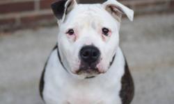 Chloe is located at Brooklyn Animal Care and Control. I am not affiliated with them. For more info about Chloe or to see her current status, copy - paste this link: