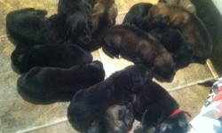 We have 11 Shepherd puppies who will be ready to move to their new homes in mid-June.There are 3 black females, 3 black males, 3 what we think you call sable males, and 2 sable females. Price includes first vet visit, shots, and wormed.There is a $150.00