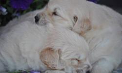 Adorable, fluffy Golden Retriever puppies for sale. AKC registerable, shots, wormed, parents on premises, only male pups available, 8 weeks old and ready for loving, forever homes! Hurry only 2 left!!!!!