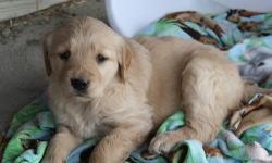 We have 9 cute Golden Retriever puppies for sale. They were born on
1.26.2013 and are ready for there new homes on March 23.They will have been vet checked and have had their first sets of shots and wormer.
Both mom and dad are owned by us and are great