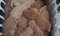 Our Samantha has whelped 9 little pumpkins!! 10/15/14. 5 MALES LEFT!! Out of 9. 3 darker reds and 2 cream goldens. Puppies will be vet checked, be wormed have first shots and will come with puppy pack. Ready to go just in time for Christmas! A