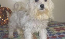 3 month old Havanese/ Maltese mix puppies who are UTD on all shots, de-worms and ready to go. We have 2 males and 2 females available, they are home-raised in a clean and social environment. These puppies are excellent as companion dogs, they are the