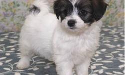 Here are two month old Havanese/Papillon mix puppies ready to go to a new family. These puppies were raised in a clean and social environment in our home, with the parents on premises. We have both boys and girls available. They are healthy with their