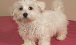 We have pure-bred Havanese puppies ready to go to a new home. These puppies were raised in a clean and social environment in our home, with the parents on premises. They are 3 months old and healthy with their shots and de-worms all done. Havanese do not