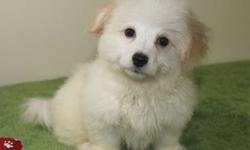 We have pure-bred Havanese puppies ready to go. They are 2 months old, home-raised with the parents on premises and utd with all shots and de-worms. They are hypo-allergenic and will not shed, they are very friendly, intelligent, easy-to-train, and if you