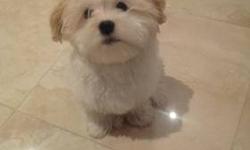 THE MOST ADORABLE PUPPY EVER! PURE BREED AKC FEMALE HAVANESE. DOES NOT SHED! VERY PLAYFUL, LOVES KIDS AND IS VERY SMART.SHE SLEEPS THROUGH THE NIGHT, IS HOUSE TRAINED TO WEE WEE PADS AND CRATE TRAINED!
SHE HAS BEEN VET CHECKED,DEWORMED AND GIVEN HER