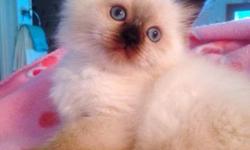 Selling my himalayan kittens. They are SO adorable! I only have two males left. They are loving, friendly and ready to go to a loving home. If you would like one of these precious kittens please contact me at 6077687787. Thanks :)