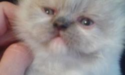 I have a female himalayan kitten that will be ready to go to her forever home on 5/2/15. All my parents are disease and parasite free. All kittens are raised with my two young children, so they are very friendly and loveable. Kittens are sold as indoor