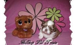 Adorable Liver & White nicely marked female. Excellent bloodlines, adorable smooshy face, short backed, nice tail set, beautiful thick coat. ShangSu, Sweet N Sassy & Holy Shih Tzu bloodlines. Up to date on shots & worming?s. Est weight 4 to 6 pounds. AKC