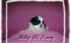 Adorable Black & White female puppy. Excellent bloodlines, adorable smooshy face, nice tail set, beautiful thick coat. ShangSu, Sweet N Sassy & Holy Shih Tzu bloodlines. Up to date on shots & worming?s. Est weight 4 to 6 pounds. AKC lim.reg. $1,500.00.Go