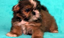 Beautiful Imperial size Shih Tzu, these adorable baby boys are tiny in size as Daddy is only 4 pounds and Mom is 7 pounds. These litttle guys will stay way under ten pounds. Our puppies have been raised in my home with love and attention. They will come