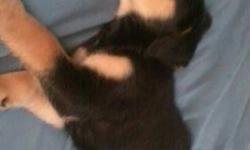 ROTT/LAB MIX PUPPIES
SHOTS & DEWORMED
10 WEEKS OLD
(NEG) SMALL $80 FEE TO ENSURE GOOD HOME
Fee only neg upon meet and greet- absolutly no deals over phone.
If you dont know where Lyndonville is please look it up before contacting me.
They are great with