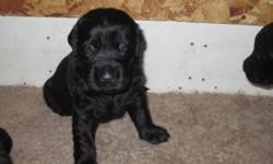 We have a litter of beautiful Labradoodle puppies.
All black.
Males and females.
The very sweet personality of the Lab and the intelligence of the poodle without the shedding !!
Mom on site.
Shots up to date.
Vet checked for perfect health.
Health