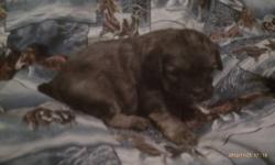 We have 5 adorable second generation Lhasa Poo Puppies. They will be ready on December 23rd 2012. Their are 2 females (Brindle colored and the black puppy). The 2 tan puppies and the puppy with white on the paws are males. Males are $200 and the females