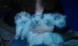 Lilac Himalayan kittens for sale (Only three left!)
Momma kitty had her litter on July 9th, 2012.
Both sexes available. Ready to go now.
These fluff balls are not papered but are full blooded Himalayan kittens. They have been raised around children and