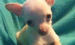 Adorable little Chihuahua puppy looking for a new home.
She is 10 weeks old yesterday - DOB 8/13/14
She weighs 19 ounces.Has had her first shots.
She is used to other dogs and cats, and has been people socialized since birth.