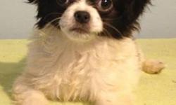 Adorable Chin'huahua (Japanese Chin and Chihuahua mixed breed) male available right now. Has a gorgeous fluffy silky coat that fluffs out. This is a little doggie, adult size approximately 4-6 pounds, very dainty, not loud. Loving, playful, affectionate,