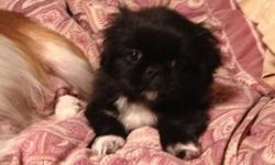One beautiful little male pure bred Pekingese puppy looking for a great home. Mom and Dad are both family pets that have one litter a year. They are both pure bred Pekingese. The puppy will be placed without AKC papers. He is priced at $325. We will hold