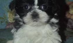 Adorable Male Shih Tzu Puppy! Frankie a Black&white male, born 2-21-13 that is ready for his new home. He is very sweet, playful and has an personality of his own! Frankie is Adorable! He will go home with a health certificate, up to date on shots,