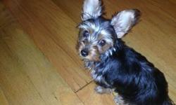 I have an adorable baby Boy yorkie . pure breed I own the father and this was my pick of the litter.
Father is AKC sorry mother had no papers so neither does the pup.
His tail was not docked.
Very cute loving and friendly love other dogs and no problem