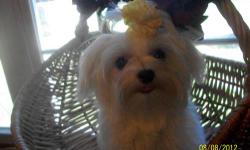 Adorable purebreed Maltese puppies (hypo-allergentic, Non-Shedding) CHAMPION blood lines 24 weeks old. Outdoor trained /paper trained ,shots, wormed and vet checked. Well socialized with other pets, raised with a ton of love and handled by adults and