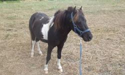 Romeo is a 10 year old 32" Black&white Stallion that's Very Fancy!
Would make a great driving horse as he has a lot of get up and go!
Romeo has Beautiful long mane and tail!
He likes to run up and greet you!
UTD on shots, worming and hoof trimming.
Has
