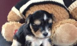 I HAVE ADORABLE MORKIES AVAILABLE I ONLY HAVE TWO LEFT
1 FEMALE AND 1 MALE
CALL OR EMAIL ME TODAY TO SCHEDULE A VISIT
