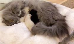 My Persian cat just gave birth to Himalayan kittens and I will be selling them only after August 31st 2016 once they have completed 8 weeks. I will be able to reserve them to serious buyers only. There is one white cat which is female, one cream cat which