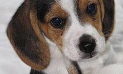 Adorable Old English Pocket Beagle litters due this spring
Now taking names for the list. We breed beautiful,
healthy tri-colors, chocolate/white, lemon/white, red/white
puppies. All puppies come with Old English Pocket Beagle
Registry papers, their