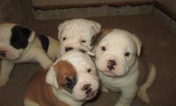 We have beautiful Olde English Bulldogge puppies . Males and females.
Mom is on site.she loves everyone.
All pups will have two vet visits to insure perfect health.
Wormed every two weeks.
Tails docked.
Shots up to date.
Health guarantee
These little guys