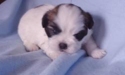We are taking deposits on our Peek-A-Poo puppies. Mom is a Peek-A-Poo and Dad a pure bred Pekingese. They are family pets that have one litter a year. 5 males and 2 females available at this time. The pups will leave after a full vet check up and first