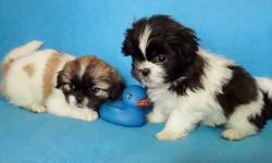We have 4 beautiful Pek-A-Tzu puppies looking for good homes. They are priced at $325. One female and three males available at the time of this ad. Dad is a pure bred Pekingese and Mom a Shih Tzu. The pups will leave with a full vet check up, first set of