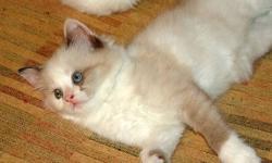 8 week old Persian Rug Hugger - Her name is Lila and she is a Shaded Silver with White. Rug Huggers are highly sought after and difficult to find, their legs are shorter than regular Doll Faced Persians. Lila has a very sweet personality .
She is TICA