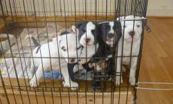 5 adorable pitty pups, 3 males 2 females left. the two black ones are becoming reverse brindle which are 2 males. 1 all white male. the all white is the biggest puppy. the white and black pups are the females. father is a blue nose pitbull weighs 80lbs