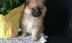 We have Beautiful Pomeranian puppies ready for their new homes now!!!
They are vet checked and in great health. These puppies were born and raised inside and are very well socialized.
You will get a health certificate from the vet, a written 1 year health