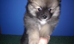 Fun and playful brown sable pomeranian ready for his new home - vet checked and first shots - 12 weeks - 10 pounds full grown