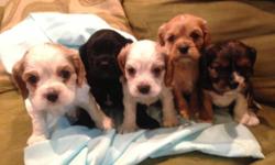Five Males! Ready to go September 30th
will be up to date on shots, de wormings and vet checked.
parents on premises
mother is a cocker spaniel
&
father is a cavalier spaniel
Located in Dutchess County Ny