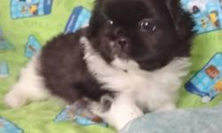 This little boy is all ready for his new home now. He is a pure bred Pekingese, but will be placed without AKC papers. Mom wieghs 10 pounds and Dad 15. They are both family pets that have one litter a year. He has had a full vet check up and first set of
