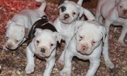 We have puppies coming due for sale. Purebred Registered American Bulldog puppies. Parents on site. See pics in this ad of parents and also on website. Adorable, Lovable puppies. Great muscle and bone structure. Awesome bloodlines. Mothers are bred and