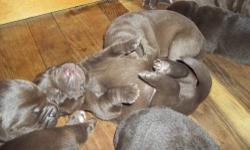 Purebred chocolate lab puppies for sale. :) They are beautiful babies and they are pretty stocky. i have 6 pup available 5 females and 1 male. AKC Registered. PLEASE CONTACT ME FOR PRICE. :) Mother is the one with the pink collar (Remington), and the