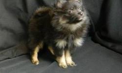 I have 3 beautiful pomeranian puppies available to good homes. They have all their first shots and have been dewormed. They are healthy and low maintenance dogs. Should grow to be between 4 and 7 lbs. Sweet tempered and intelligent, they have been raised