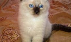 We have an adorable ragdoll seal point kitten for sale. He was born on May 7th and is now ready to go. He is litter trained, vet checked, and weaned.The father is a handsome blue point cat. The mothers is a seal point mitted beauty! Our home is clean and
